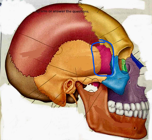 <p>Name the bone</p>