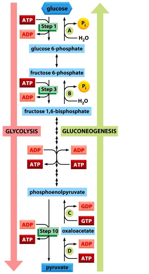 <p>Gluconeogenesis </p>