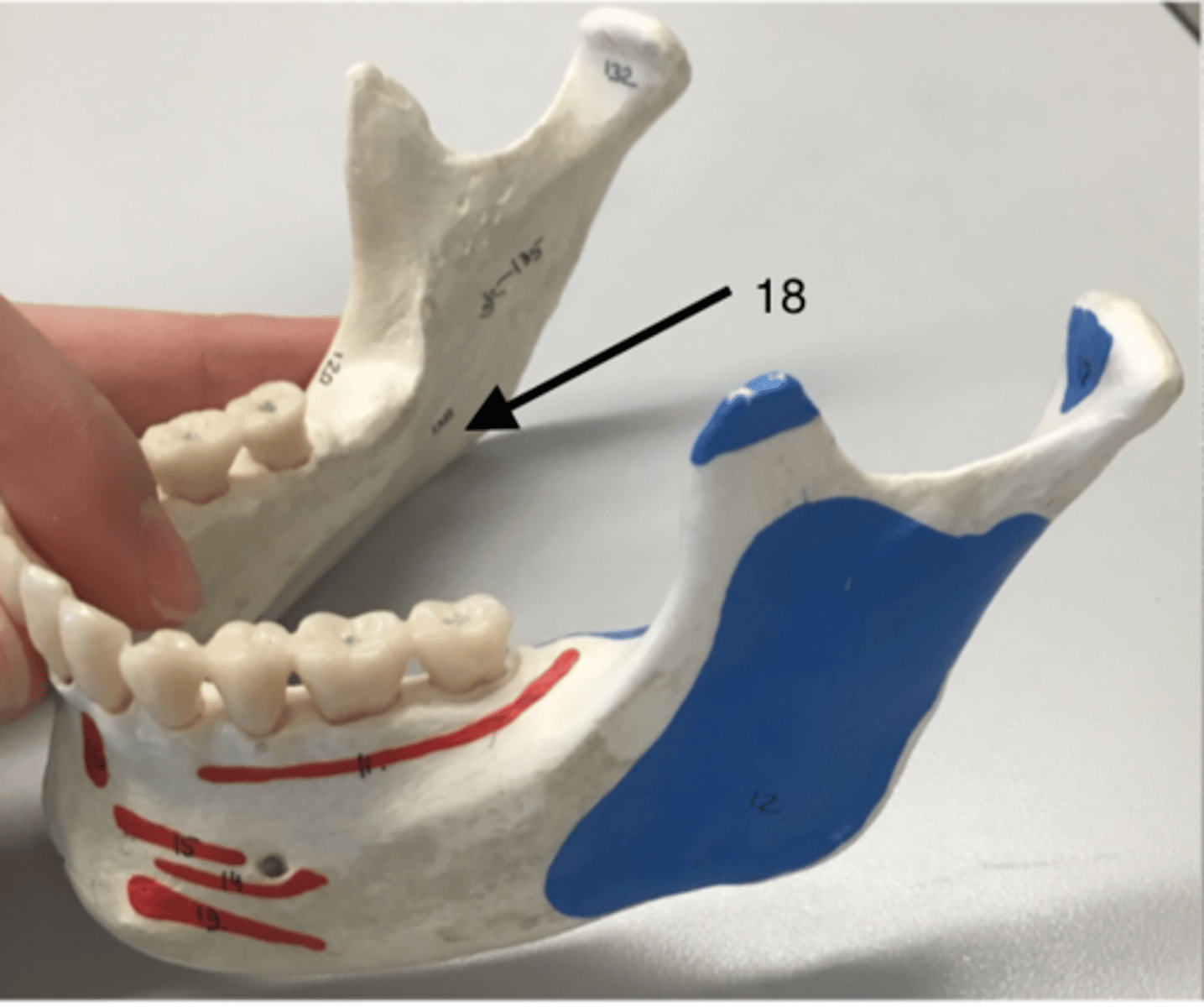 <p>18</p><p>I: Ramus and angle of mandible (medial surface)</p>