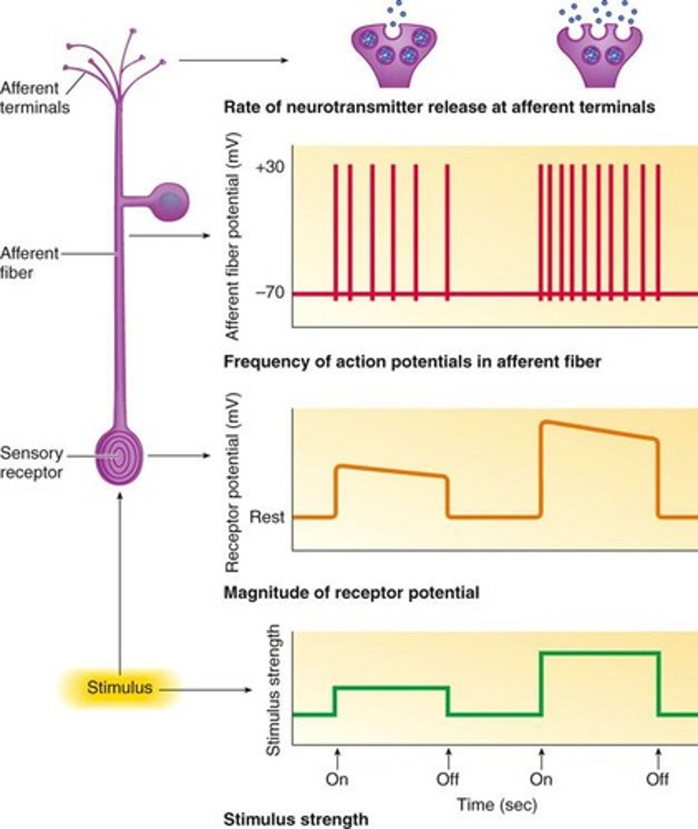 <p>Small stimulation results in low frequency AP firing and decreased NT release, while large stimulation results in high frequency AP firing and increased NT release.</p>