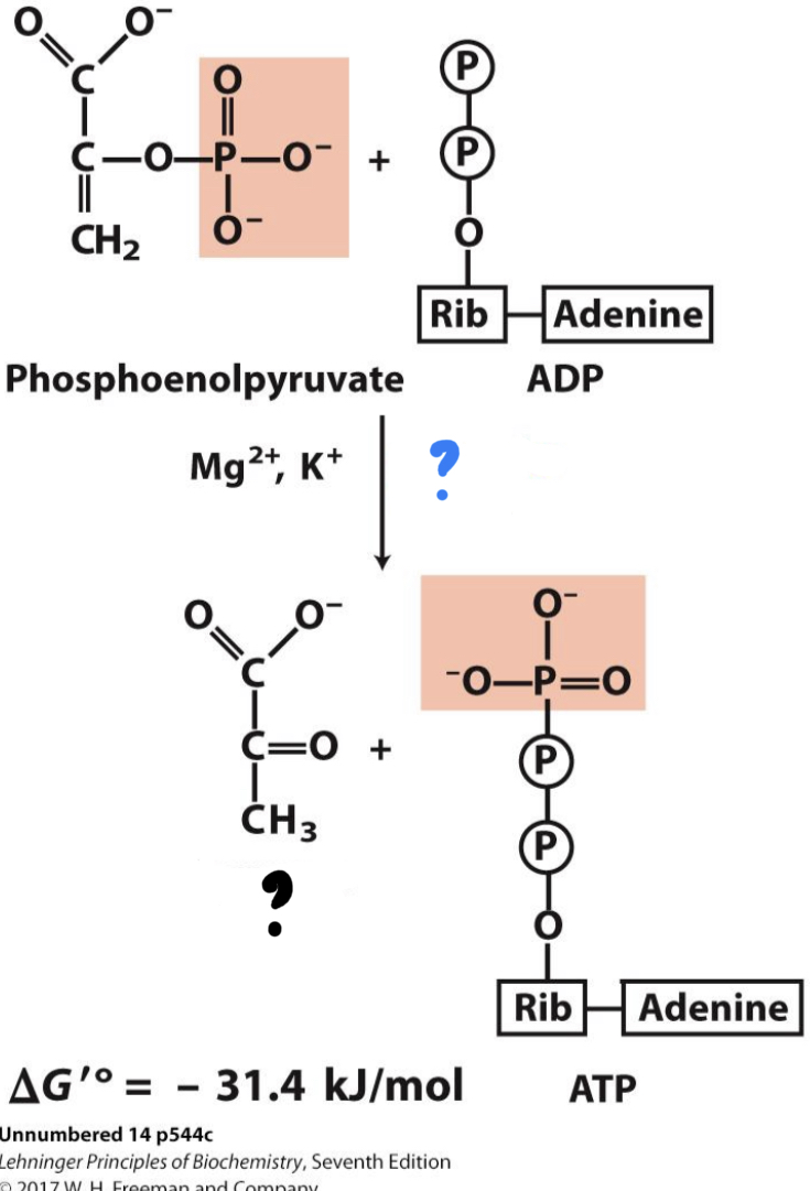 <ul><li><p>The phosphate group is transferred from PEP to ADP (a second example of substrate-level phosphorylation), forming ________</p></li></ul>