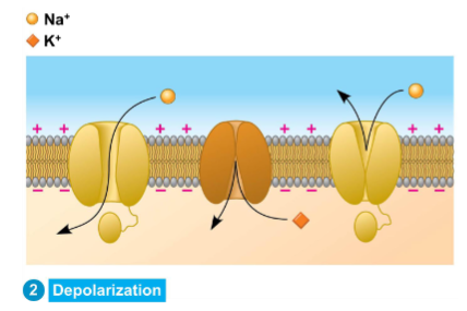 <p>Depolarization</p>