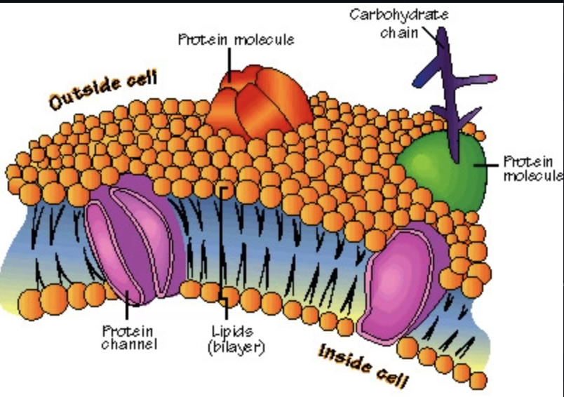 plamsa membrane