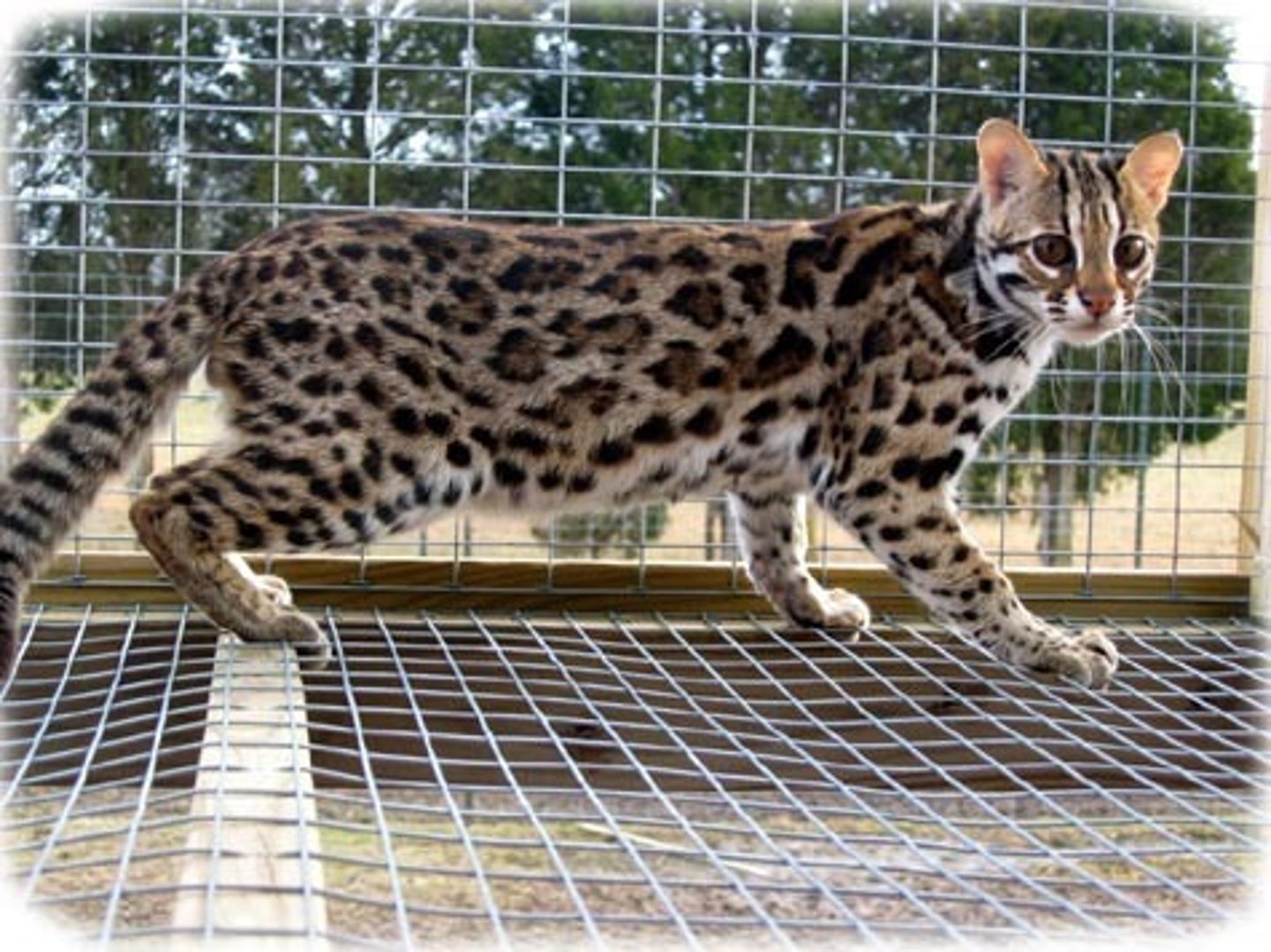 <p>foundation stock for bengal cat(domestic)</p>