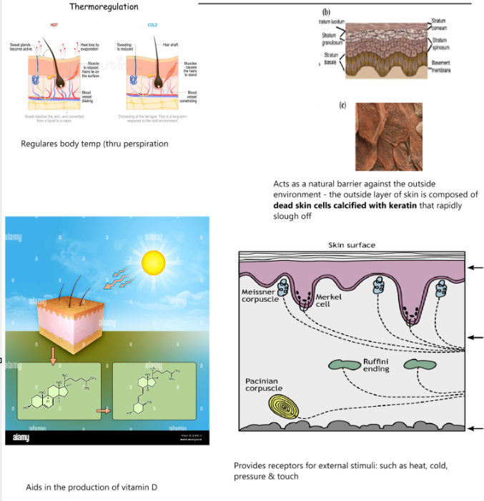 <ol><li><p>Temperature</p></li><li><p>Barrier</p></li><li><p>Vitamin D</p></li><li><p>External Stimuli Receptors</p></li></ol><p></p>