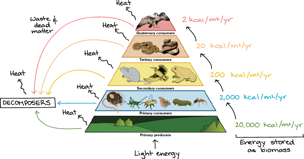<p>Only ten percent is passed from each level</p>