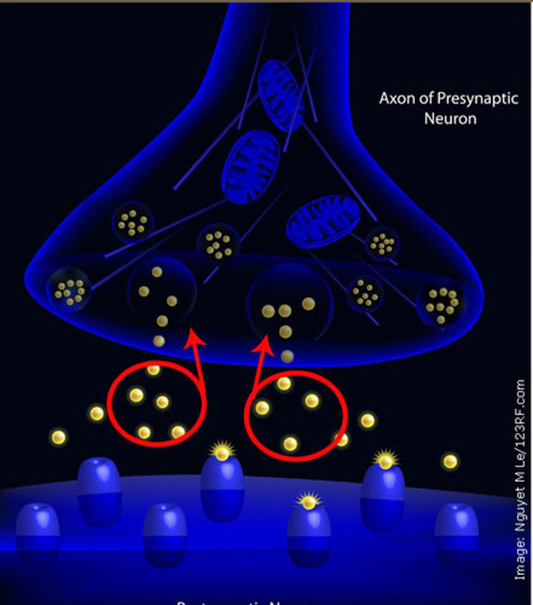 <p>a neurotransmitter's reabsorption by the sending neuron</p>