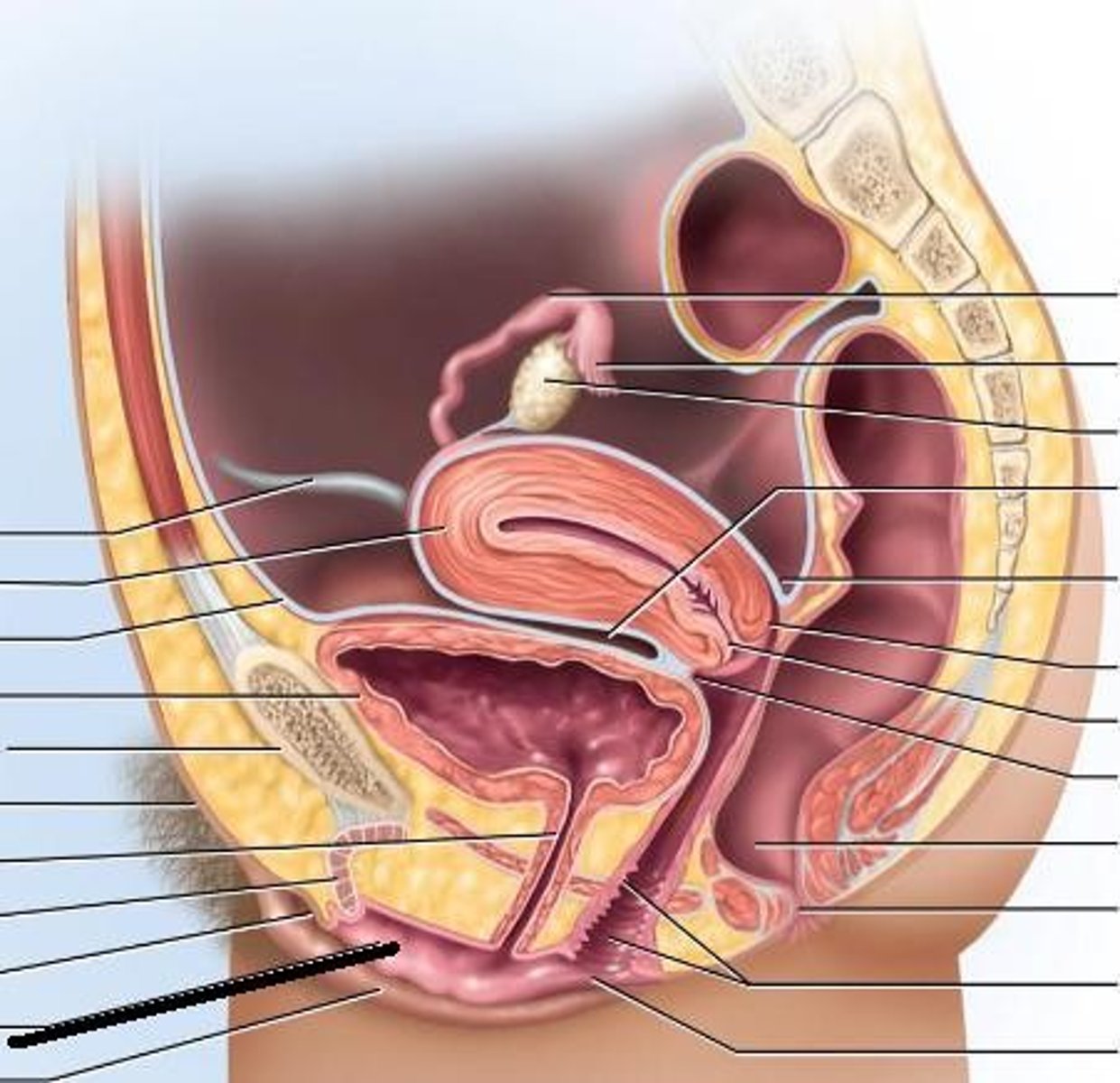 <p>What part of the female reproductive system is this?</p>