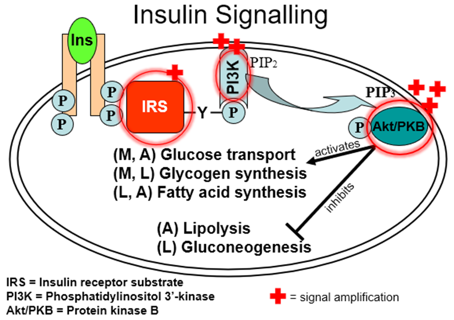 M=muscular tissue
A=adipose tissue
L=liver