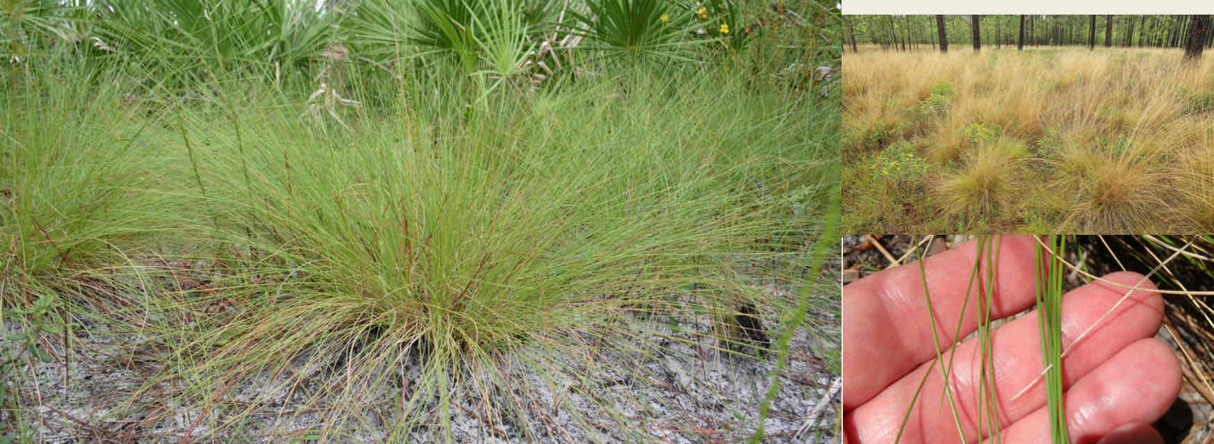 <p></p><ul><li><p>long, wifey, needle-like leaves</p></li><li><p>Easily confused with grass-stage long leaf pine</p></li><li><p>Fire adapted : structure helps catch flammable debris</p></li></ul><p></p>