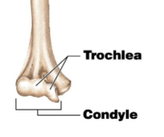 <p>A smooth grooved articular process shaped like a pulley.</p>