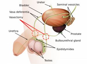 <p>bulbourethral gland </p>