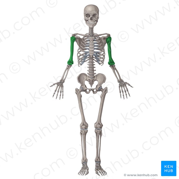 <p>What bone is this?</p>