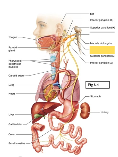 <p><span style="background-color: transparent; font-family: &quot;Times New Roman&quot;, serif;"><span>sensory around skin of ear, taste sensation from pharnyx; muscles surrounding the pharynx and larynx voice box during speaking and swallowing</span></span></p>