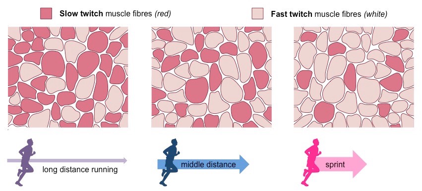 ● Contract slowly when stimulated 

● High endurance (can contract for longer amount of time before becoming fatigued) 

● Darker in color due to high amount of myoglobin (which stores oxygen)

● Can produce ATP aerobically for long periods of time