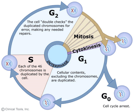 <p></p><p>Mitosis: Division of the nucleus</p><p>Cytokinesis: Cytoplasm <span>and organelles are allocated to each cell.</span></p><p>G1: Cellular contents excluding chromosomes are duplicated</p><p>S: Each of the 46 chromosomes are duplicated by the cell</p><p>G2: The cells checks each duplication for errors making any needed repairs</p>