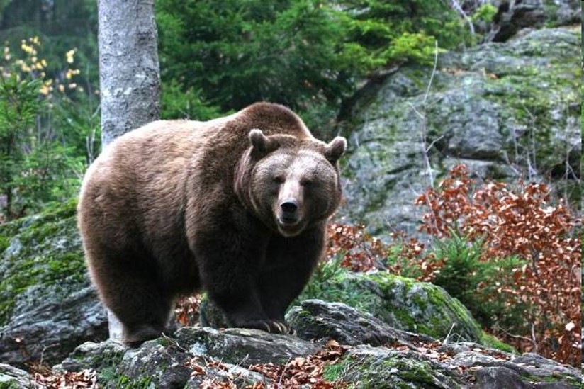 <p>zařaď živočicha do systému</p><p>Třída - řád - čeleď - druh čeština (latina)</p>