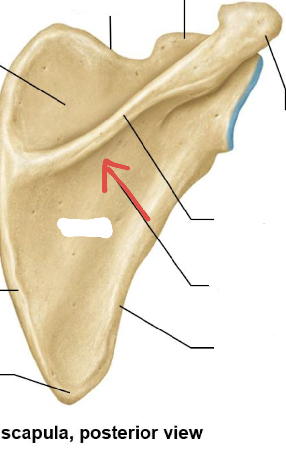 <p>what is this part of the scapula?</p>