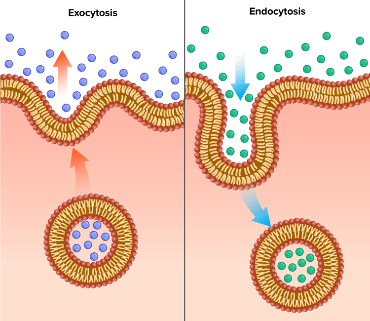 <p>a process for moving large molecules out of the cell to the cell exterior</p>