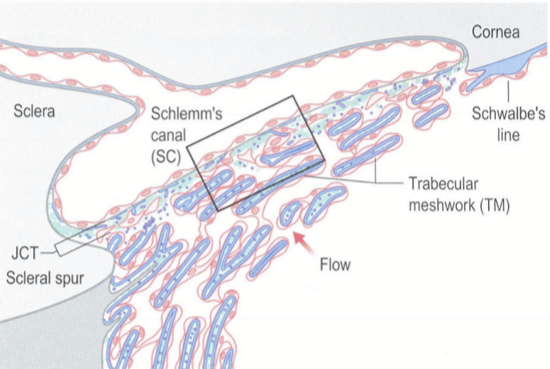 <p>region between Schlemm’s canal and the trabecular meshwork<br>Composed of loose connective tissue matrix; Collagen types I, IV, V, and VI; elastin, laminin, fibronectin, chondroitin sulfate, hyaluronic acid …</p>