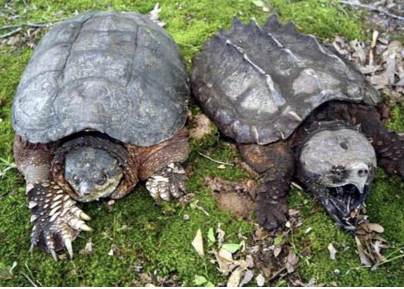 <p>what reptile is this </p>