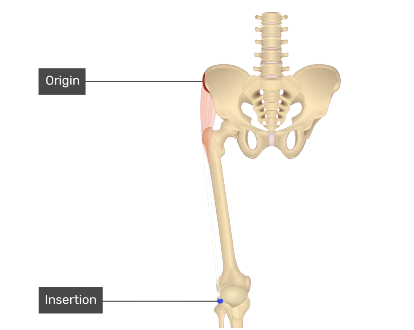 <p>tensor fasciae latae</p>