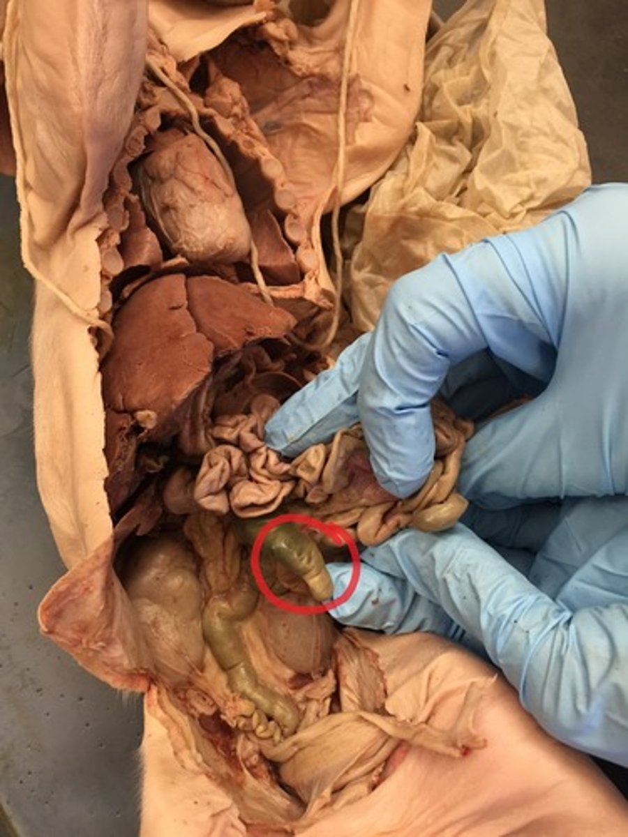 <p>the cavity in which the large intestine begins and into which the ileum opens</p>