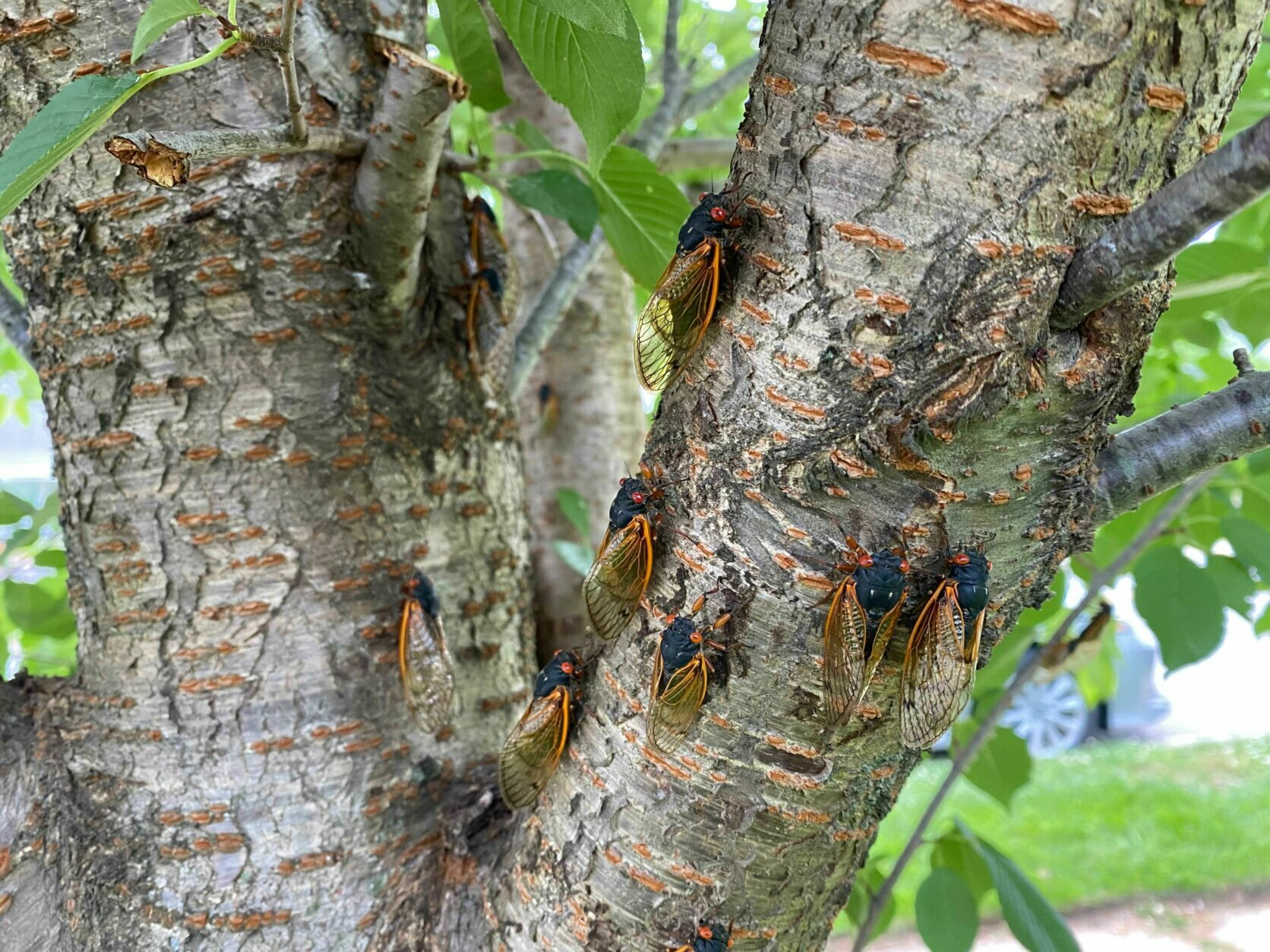 <p>short horizontal gashes in tree</p>