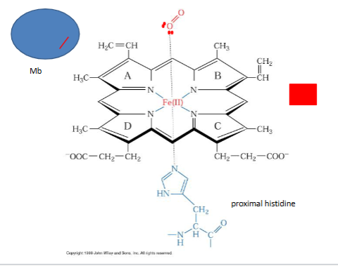 <p>letters are ring systems, iron i bound to N from cov. bonds, 5 covanletn bonds 4 ring and 1 from behind , amino acid is histdine base form</p>