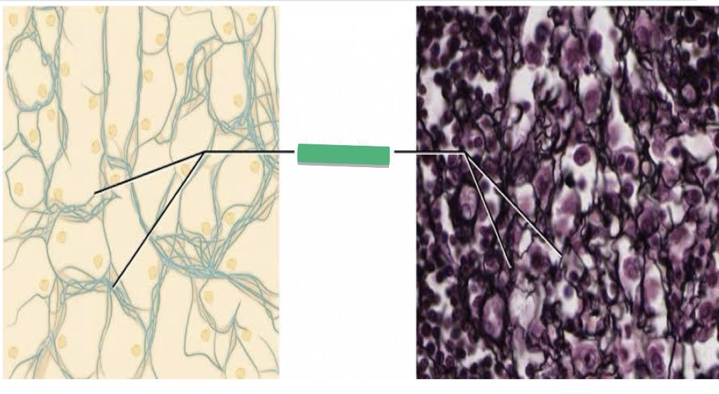 <p>TISSUE: ________</p>