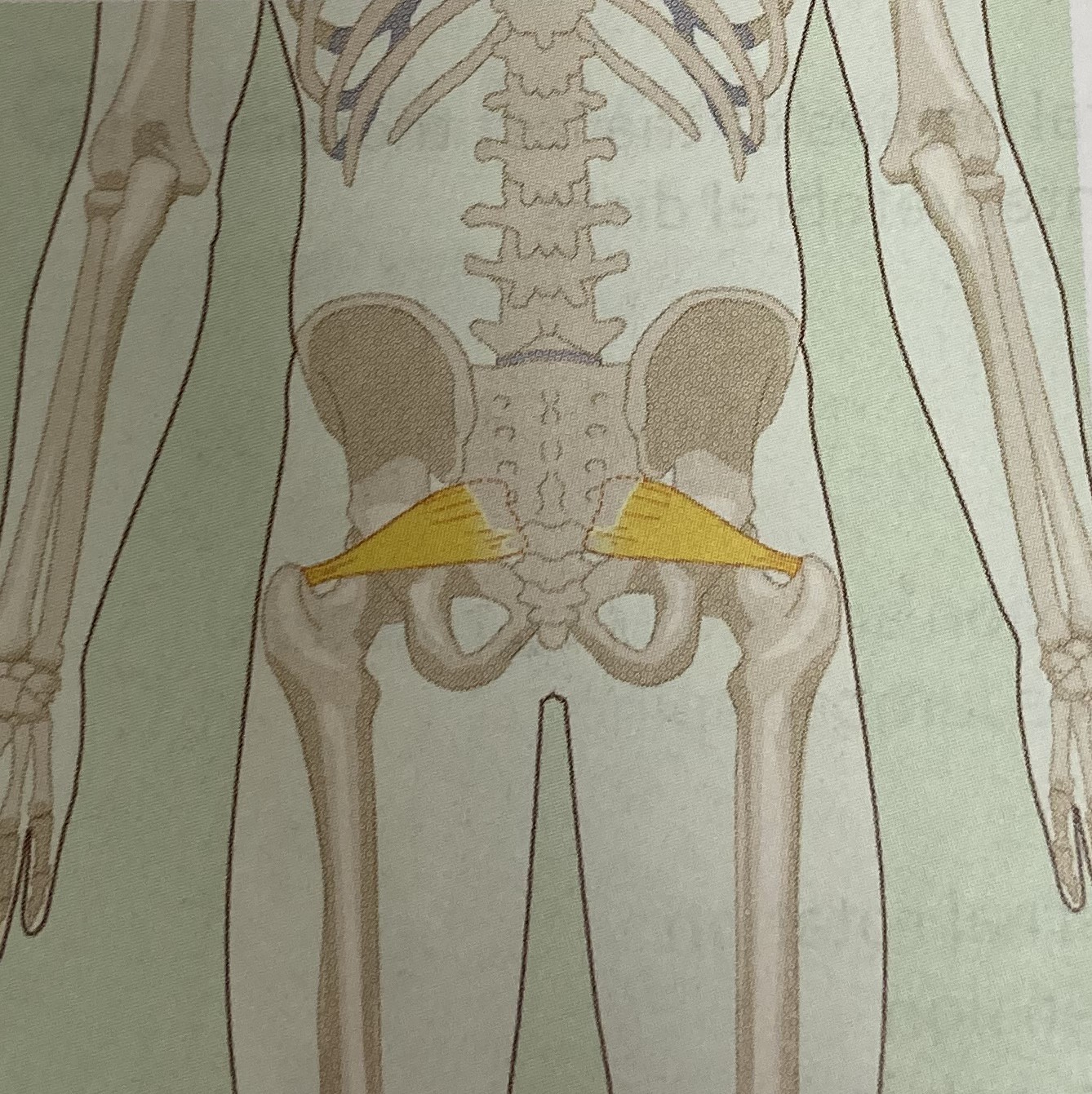 <ul><li><p>category: hip musculature</p></li><li><p>origin: anterior sacrum</p></li><li><p>insertion: trochanter of the femur</p></li><li><p>isolated function: concentric hip external rotation, abduction, and extension</p></li><li><p>integrated function: eccentric hip internal rotation, adduction, and extension</p></li><li><p>stabilizes the hip and sacroiliac joints</p></li></ul><p></p>