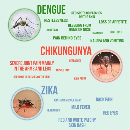 <p>How can you differentiate between <strong>Zika, Dengue and Chikugunya?</strong></p>