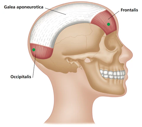 <p>what muscle is this</p>