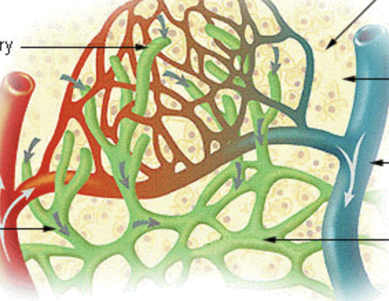 <p>how is lymph returned to the circulatory system?</p>
