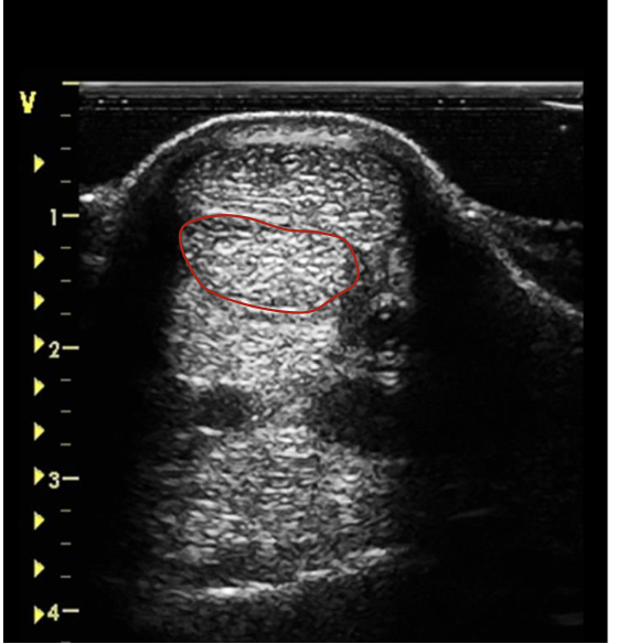 <p>what is the red circling?</p>