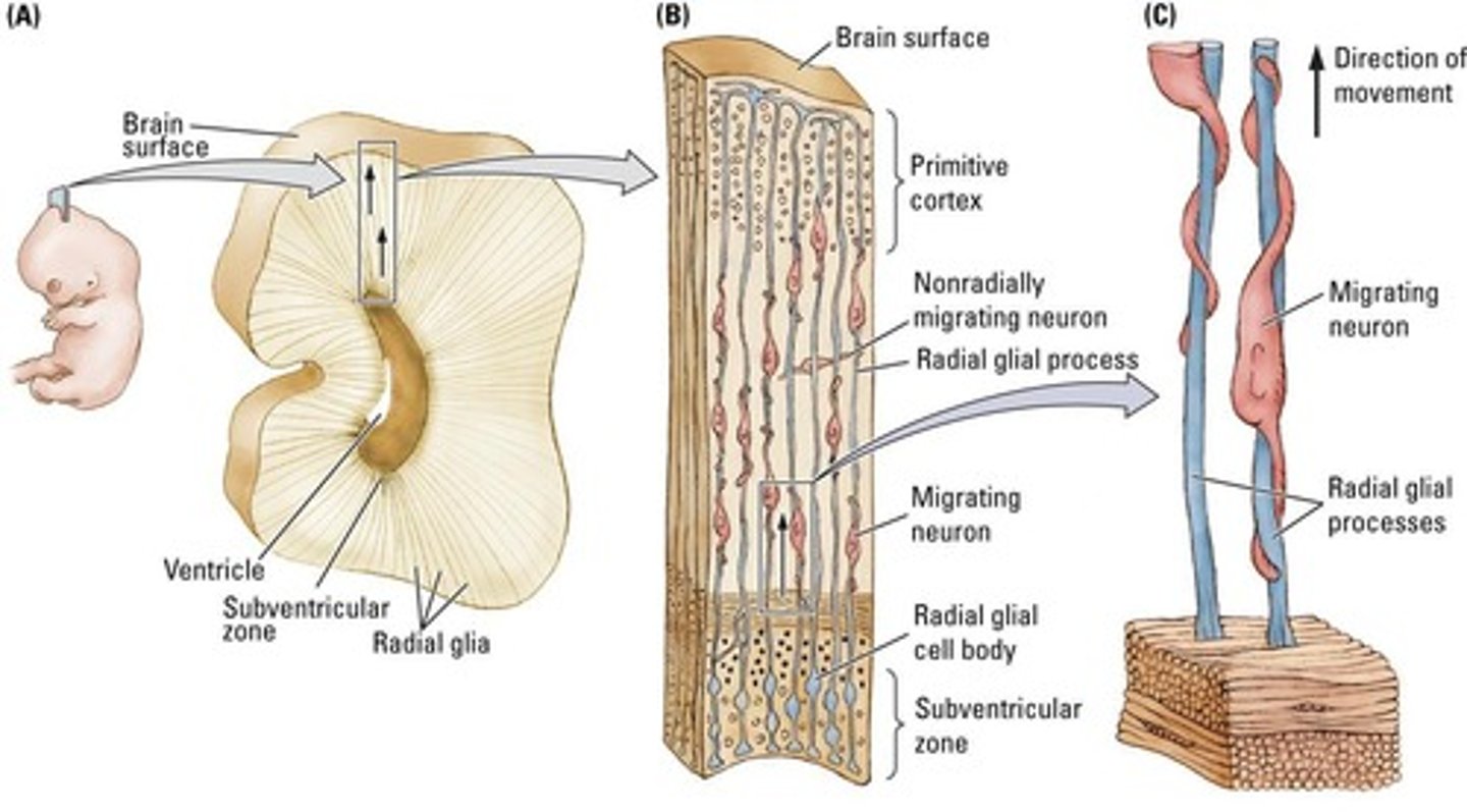 <p>Radial glial cells serve as path-making cells that migrating neurons follow to their appropriate destinations.</p>