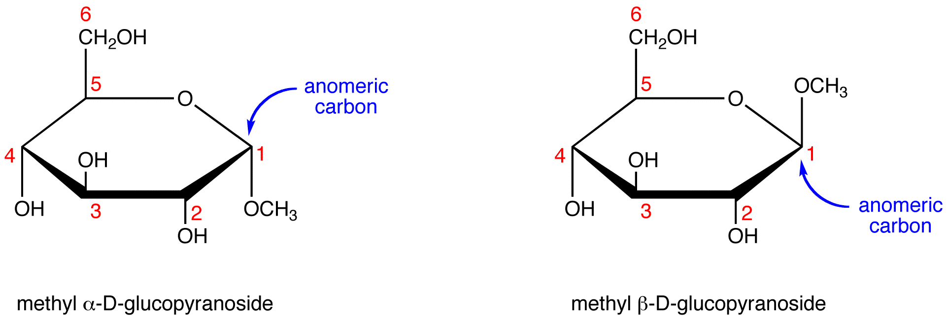 <p>A c<span>arbon atom in a cyclic sugar that was once the carbonyl carbon in the open-chain form of the sugar</span></p>