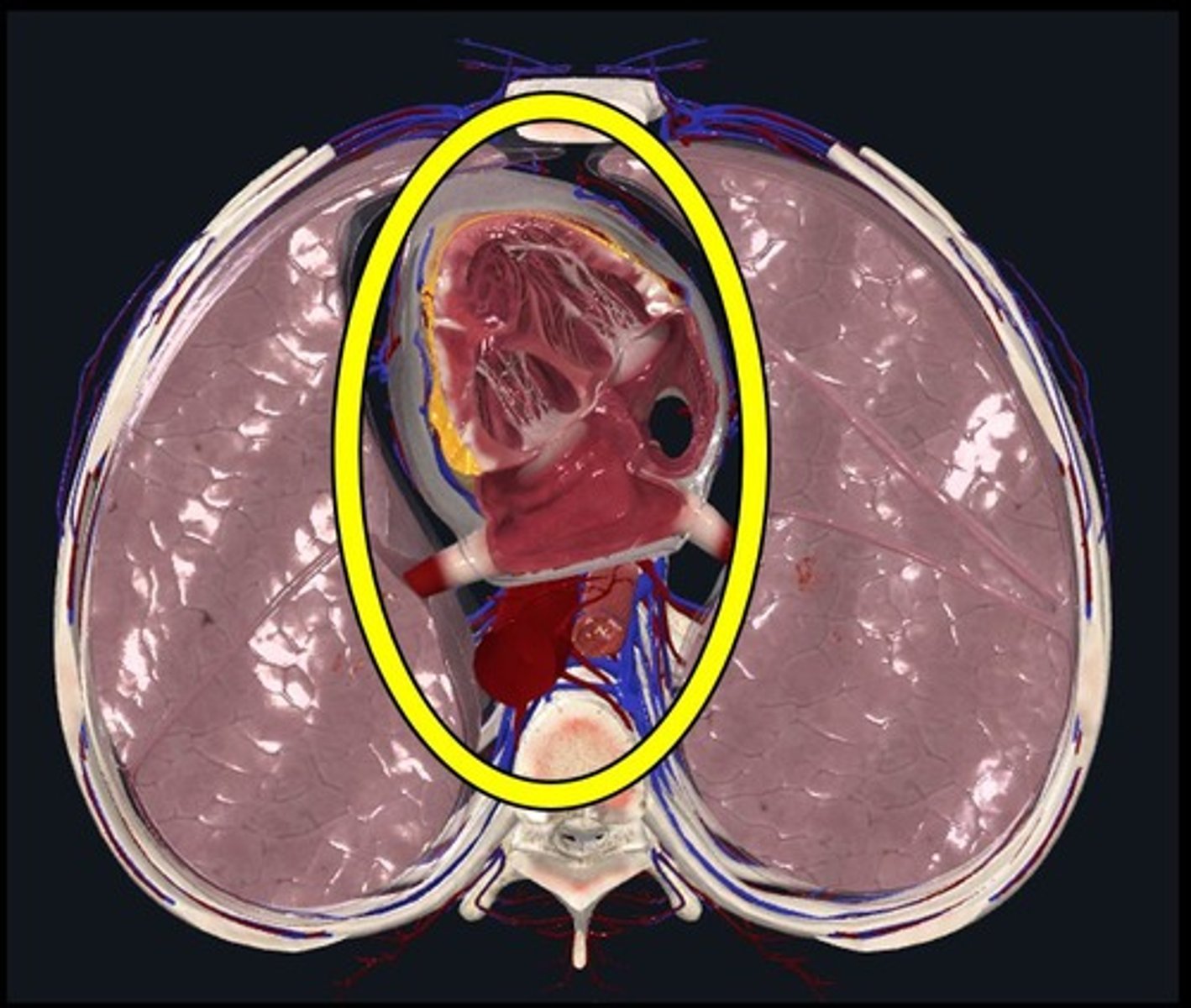 <p>Chamber between 2 pleural cavities where heart, great vessels, trachea, thymus and esophagus are located</p>