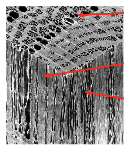 <p>What type of cross section is each face</p>