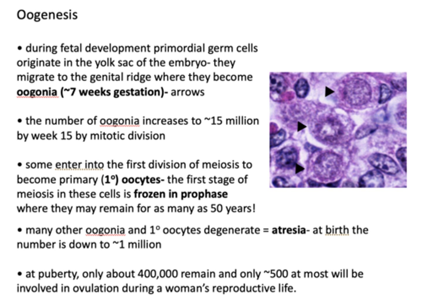 <p>oogonia (~7 weeks gestation)</p>