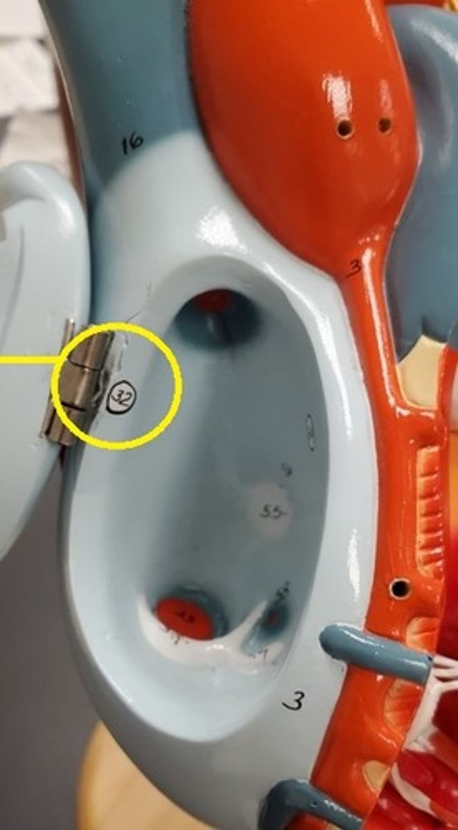 <p>ID the Cardiac Conduction Structure (#32)</p>