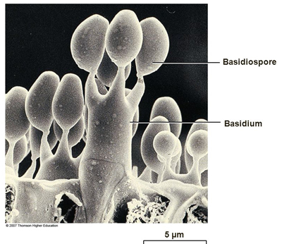 <p>Basidia + basidiospores</p>