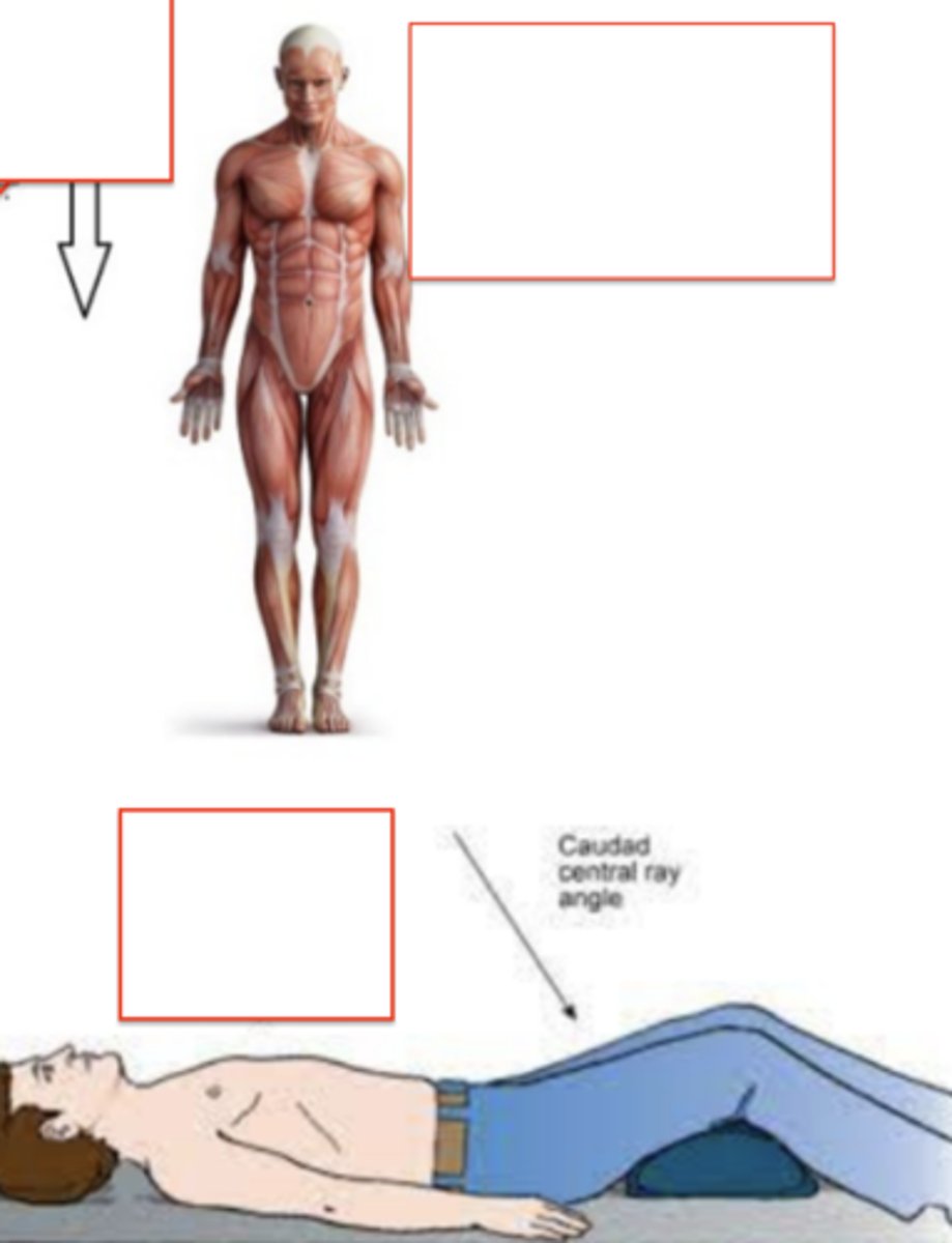 <p>"away from the head" or "lower/under"</p><p>Caudad central ray angle</p>