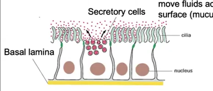 <p>Ciliated Epithelium</p>