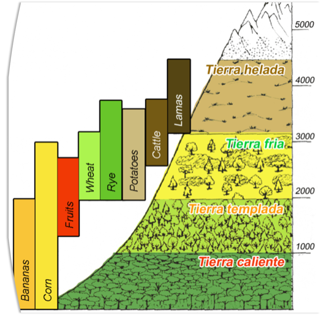 <p>Different altitudes goin down a mountain call for different communities of agriculture and livestock in the different altitudinal zones. Temperature and oxygen availability are the major abiotic factors determining the zones. Ultraviolet radiation could also be a factor</p>