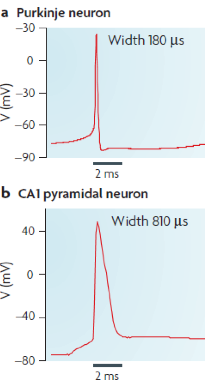 <ol><li><p>Purkinje neuron→ in the cerebellum</p></li></ol><ul><li><p>equilibrium and fine movement</p></li><li><p>AP are very brief - 180us</p></li></ul><ol start="2"><li><p>CA1 neurons → hippocampus</p></li></ol><ul><li><p>tense to last longer- 800us</p></li><li><p>Slow decay after depolarisation</p></li></ul><p></p>