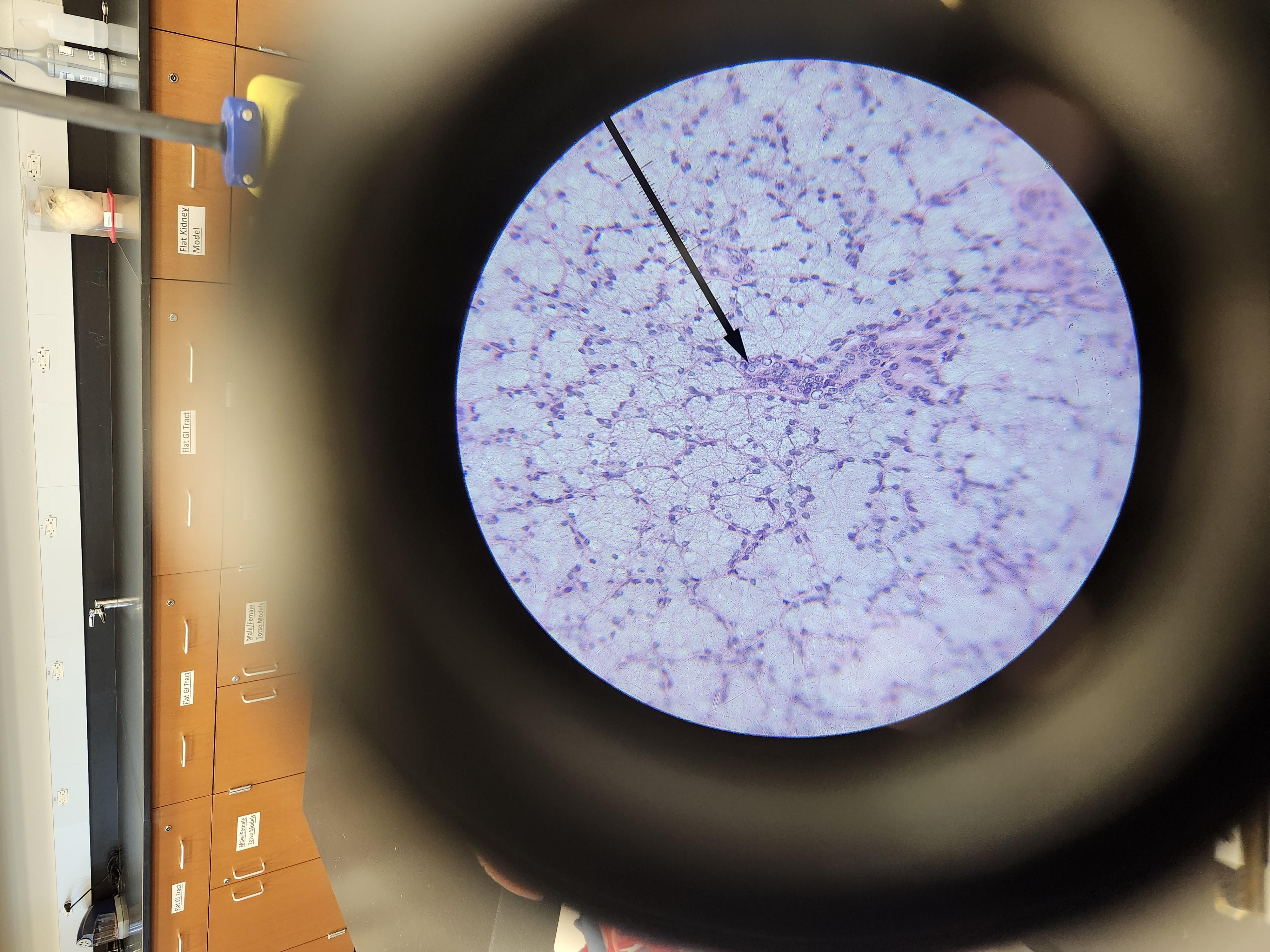<p>[Histology] Function? </p>