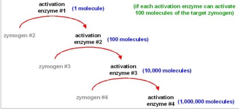 <p>One hormone can activate thousands of enzymes</p><p>Triggers a cascade effect where no. of reaction molecules involved is increasing each step&nbsp;</p>