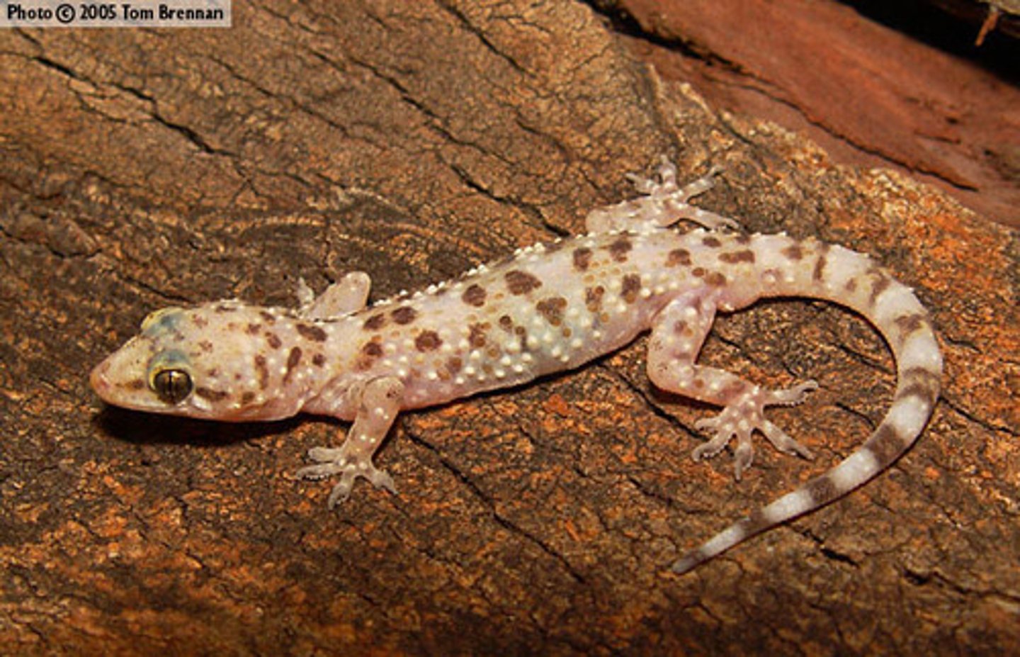 <p>Hemidactylus turcicus</p>