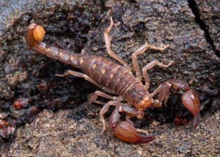 <ul><li><p>Bilateral symmetry</p></li><li><p>Segmented body; abdomen, cephalothorax</p></li><li><p>4 pair of segmented legs</p></li><li><p>No antennae</p></li><li><p>Simple eyes most with 8</p></li><li><p>Book lungs for respiration</p></li><li><p>Open circulation</p></li><li><p>Exoskeleton</p></li></ul>